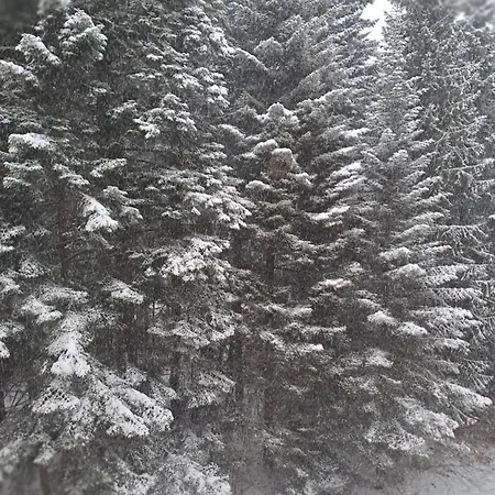 Flora 411 Боровец