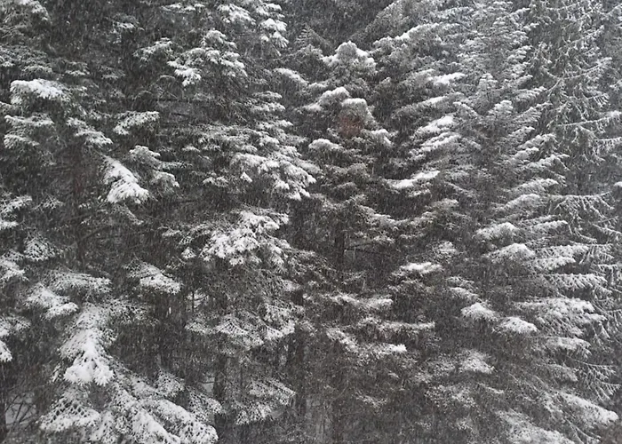 Flora 411 בורובץ